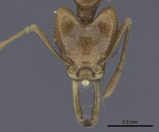 Orectognathus nigriventris specimen