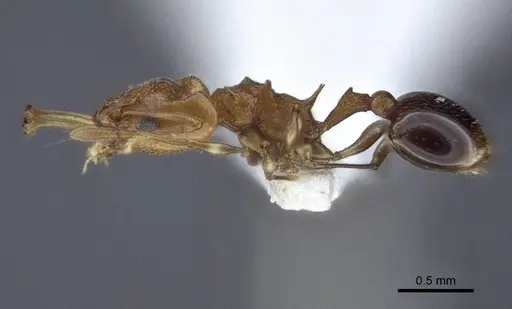 Orectognathus nigriventris specimen