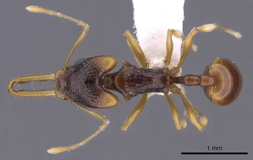 Orectognathus parvispinus specimen