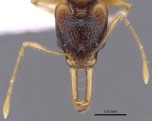 Orectognathus parvispinus specimen