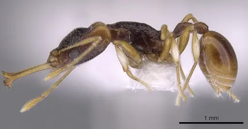 Orectognathus parvispinus specimen