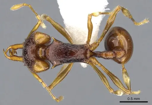 Orectognathus parvispinus - CASENT0914672