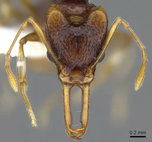 Orectognathus parvispinus - CASENT0914672