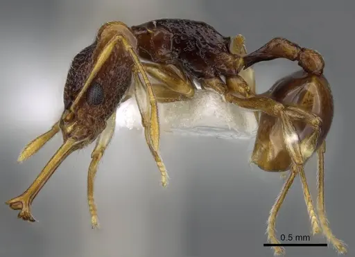 Orectognathus parvispinus - CASENT0914672