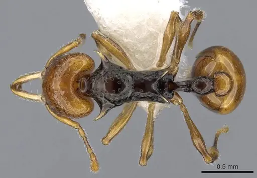 Orectognathus rostratus specimen