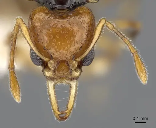 Orectognathus rostratus specimen