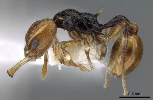 Orectognathus rostratus specimen