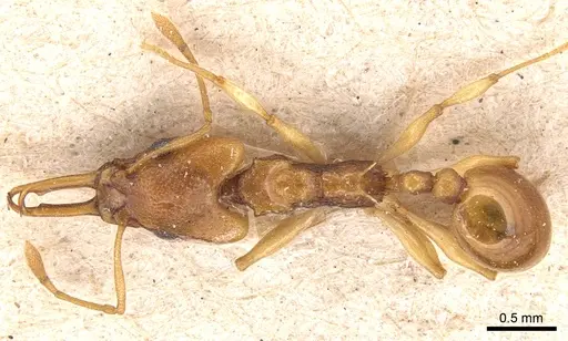 Orectognathus sarasini specimen