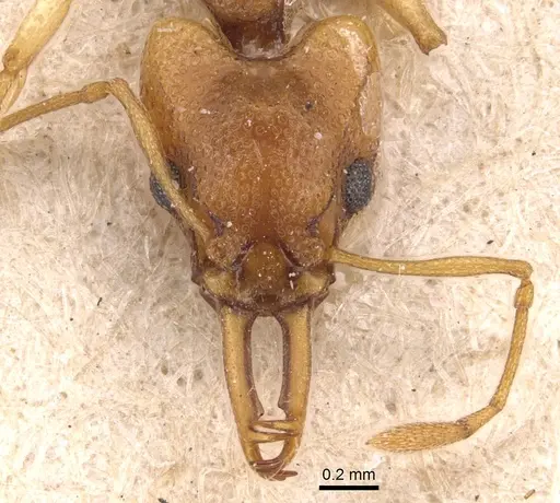 Orectognathus sarasini specimen