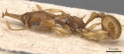 Orectognathus sarasini specimen