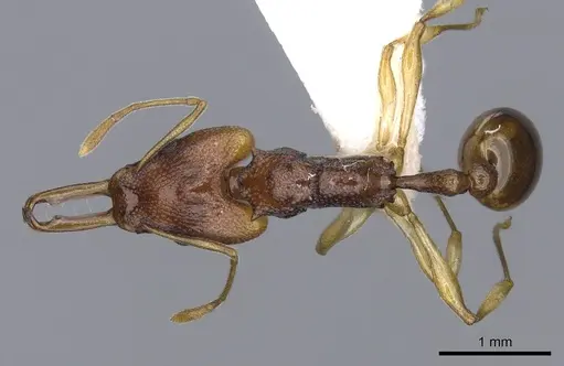 Orectognathus sarasini - CASENT0914674