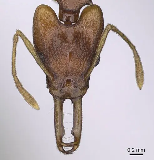 Orectognathus sarasini - CASENT0914674