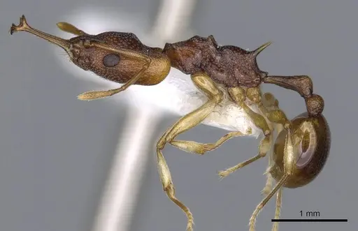 Orectognathus sarasini - CASENT0914674