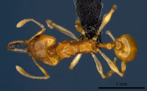 Orectognathus sarasini - CSIRONC0001