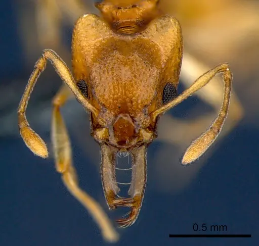 Orectognathus sarasini - CSIRONC0001