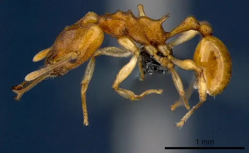 Orectognathus sarasini - CSIRONC0001