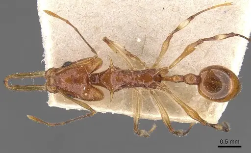 Orectognathus sexspinosus specimen