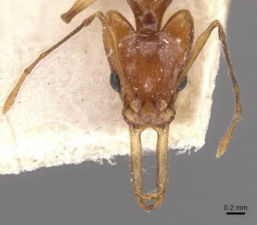 Orectognathus sexspinosus specimen