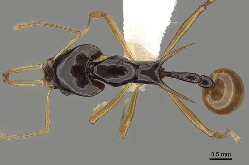 Orectognathus szentivanyi specimen