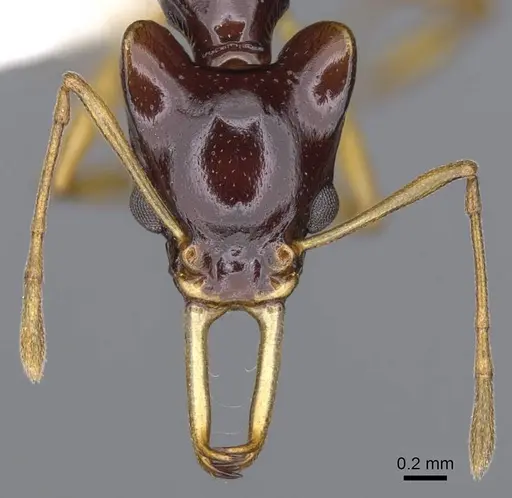 Orectognathus szentivanyi - CASENT0914675