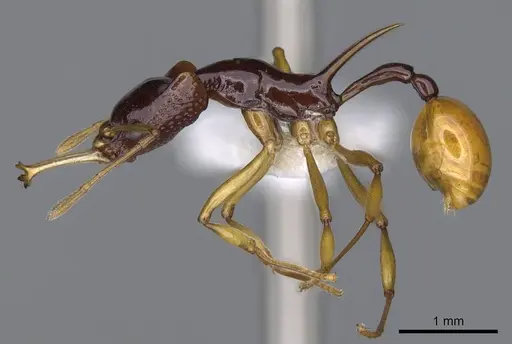 Orectognathus szentivanyi - CASENT0914675