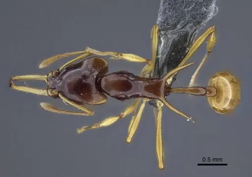 Orectognathus szentivanyi - CASENT0916641