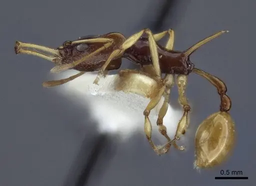 Orectognathus szentivanyi - CASENT0916641