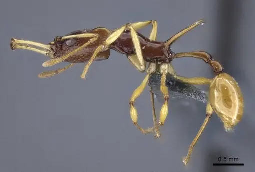 Orectognathus szentivanyi - CASENT0916641