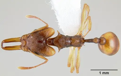 Orectognathus versicolor specimen