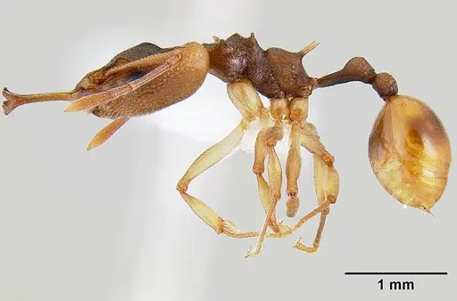Orectognathus versicolor specimen