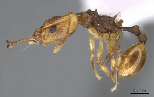 Orectognathus versicolor - CASENT0914676