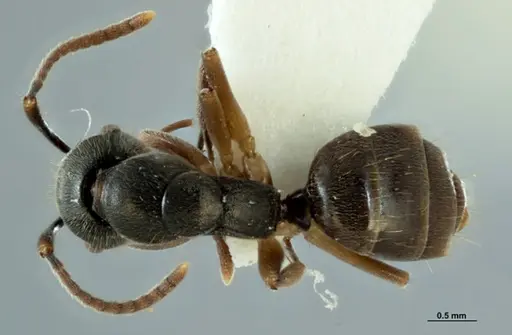 Overbeckia papuana specimen