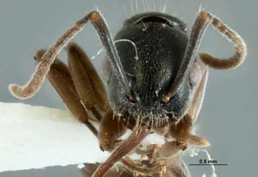 Overbeckia papuana specimen