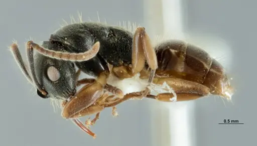 Overbeckia papuana specimen