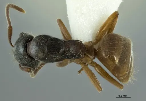 Overbeckia papuana - CASENT0872753