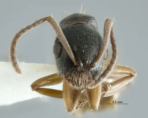 Overbeckia papuana - CASENT0872753