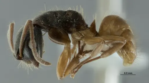 Overbeckia papuana - CASENT0872753