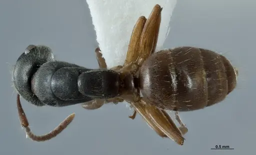 Overbeckia papuana - CASENT0872754