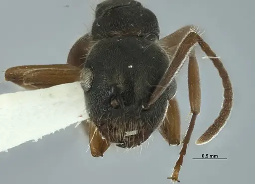 Overbeckia papuana - CASENT0872754