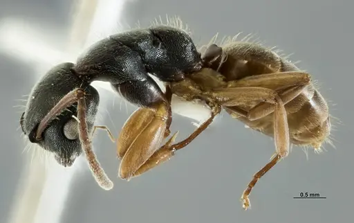 Overbeckia papuana - CASENT0872754