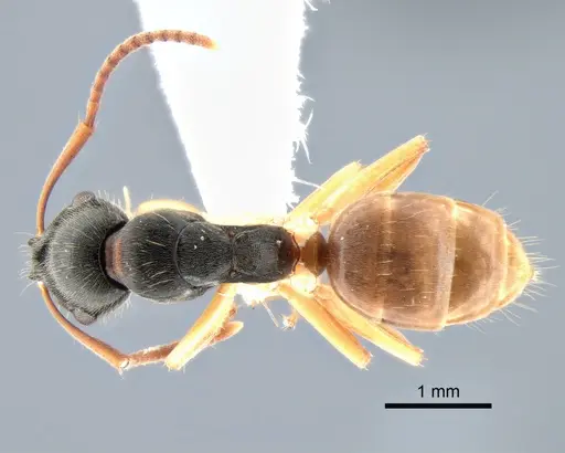 Overbeckia papuana - CASENT0882197