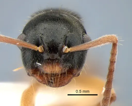 Overbeckia papuana - CASENT0882197