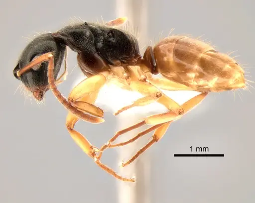 Overbeckia papuana - CASENT0882197