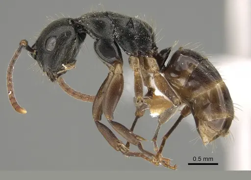 Overbeckia papuana - CASENT0887749