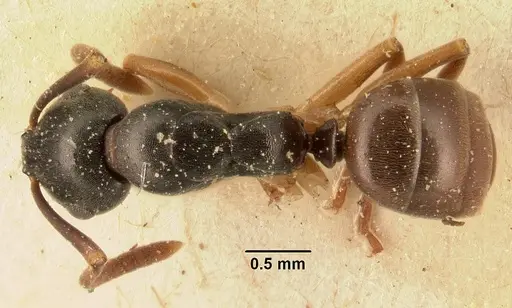 Overbeckia subclavata specimen