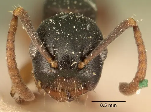 Overbeckia subclavata specimen