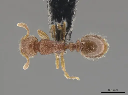 Oxyepoecus bidentatus specimen