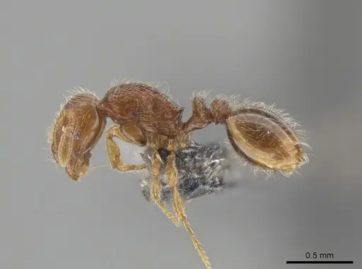 Oxyepoecus bidentatus specimen