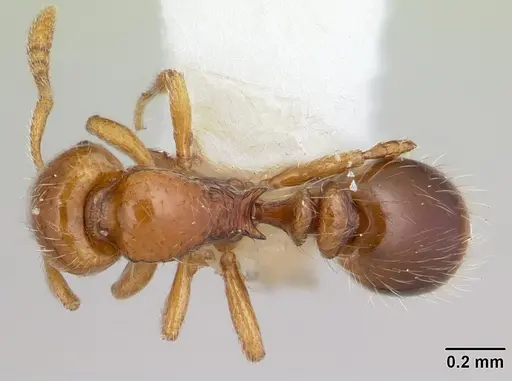 Oxyepoecus bruchi specimen