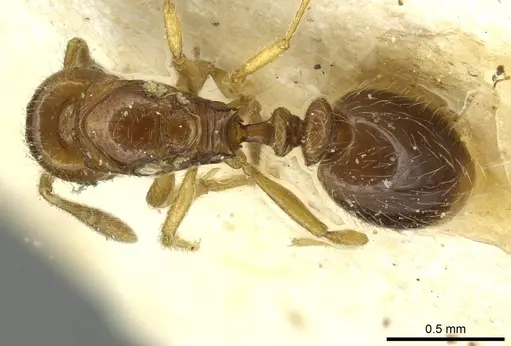 Oxyepoecus bruchi - CASENT0913868